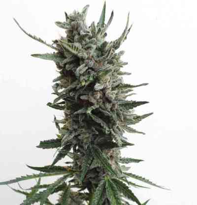 Auto Critical Hog > TH Seeds | Graines Autofloraison  |  Indica